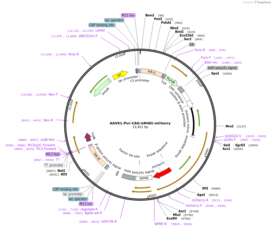 80947-plasmid-map-sequence-id-156397