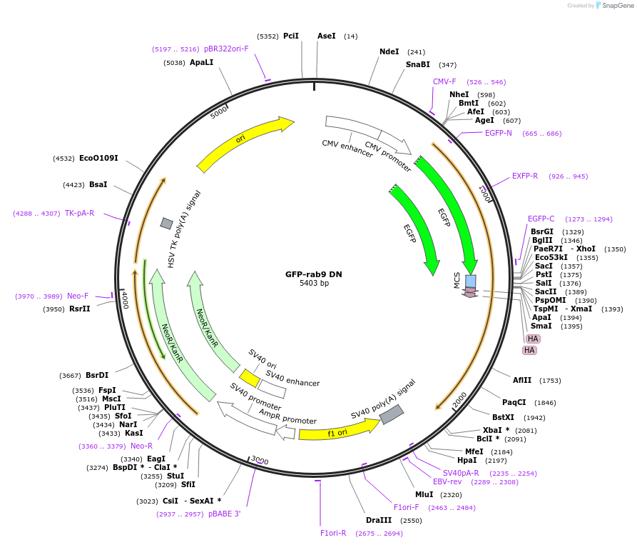 12664-plasmid-map-sequence-id-156411