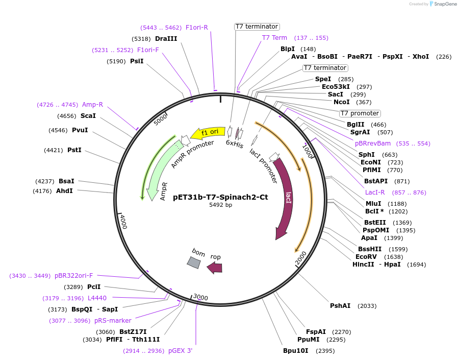 79158-plasmid-map-sequence-id-156461