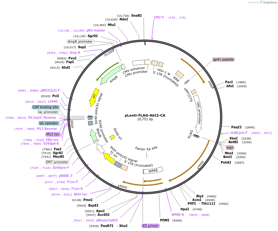 64050-plasmid-map-sequence-id-156470