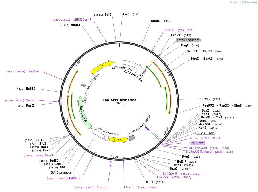 47801-plasmid-map-sequence-id-156471