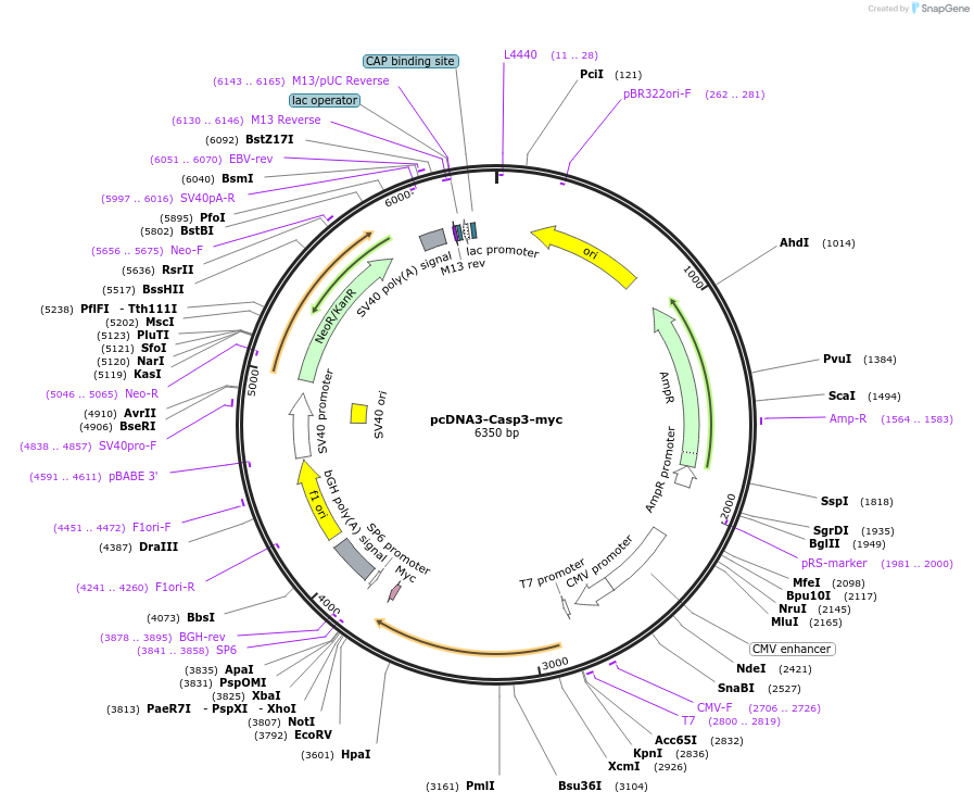 11813-plasmid-map-sequence-id-156483