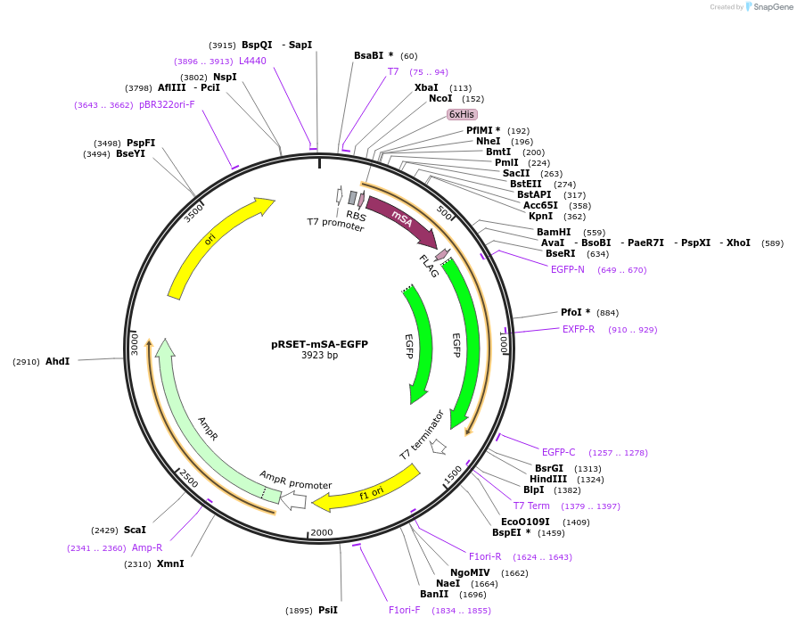 39862-plasmid-map-sequence-id-156504