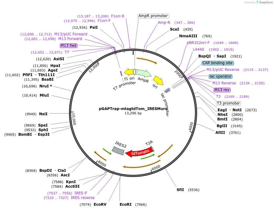 82355-plasmid-map-sequence-id-156569