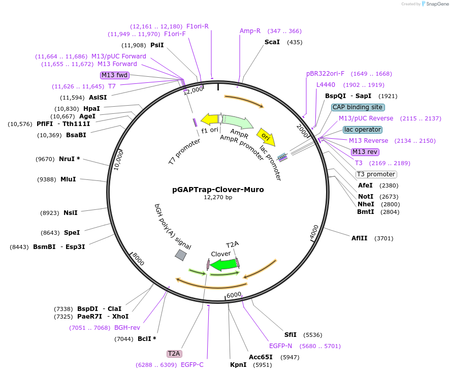 82334-plasmid-map-sequence-id-156570