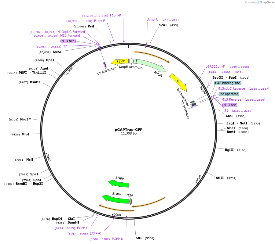 82506-plasmid-map-sequence-id-156571