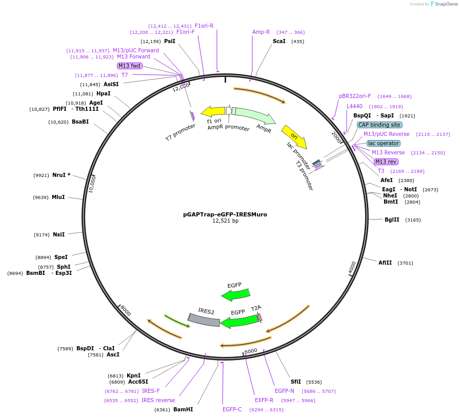 82504-plasmid-map-sequence-id-156573