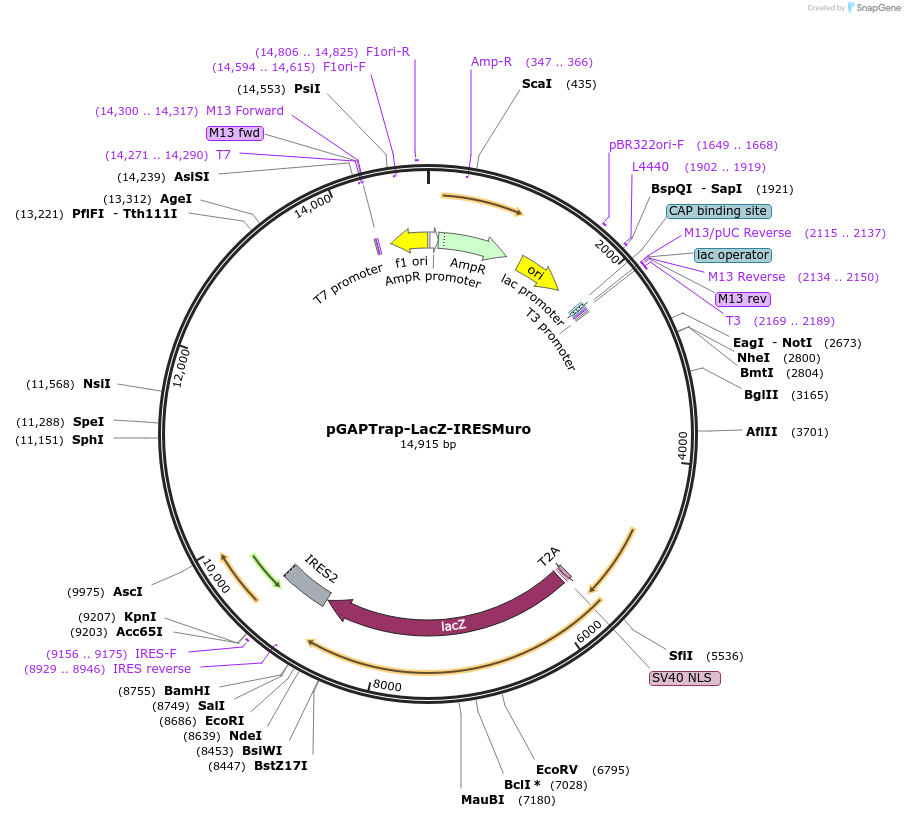 82507-plasmid-map-sequence-id-156577