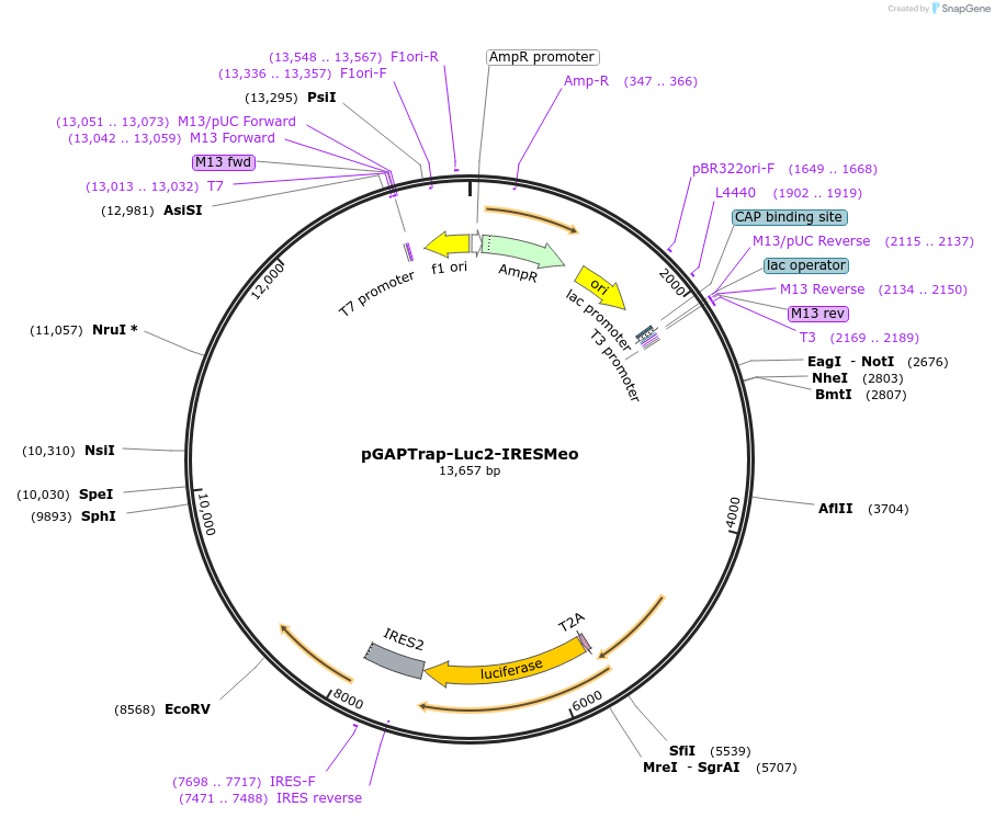 82509-plasmid-map-sequence-id-156578