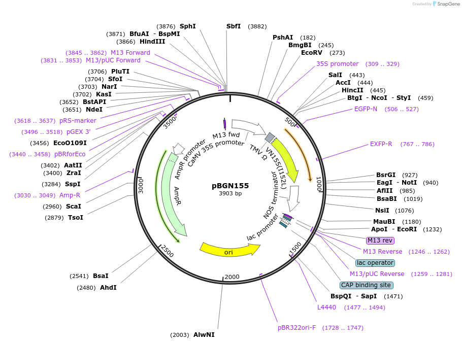 74992-plasmid-map-sequence-id-156604