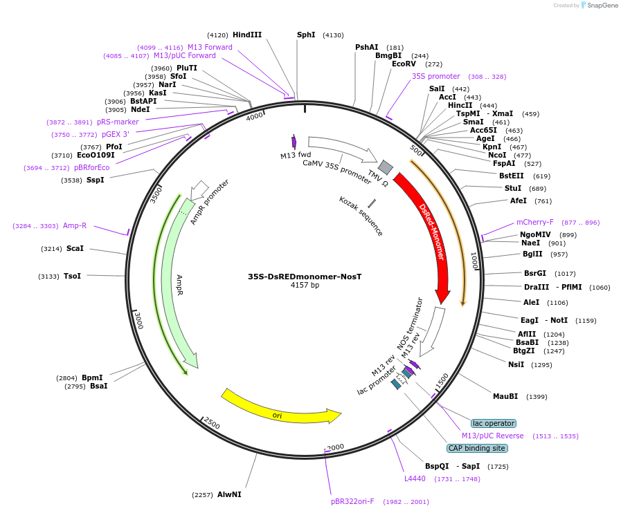 79183-plasmid-map-sequence-id-156618