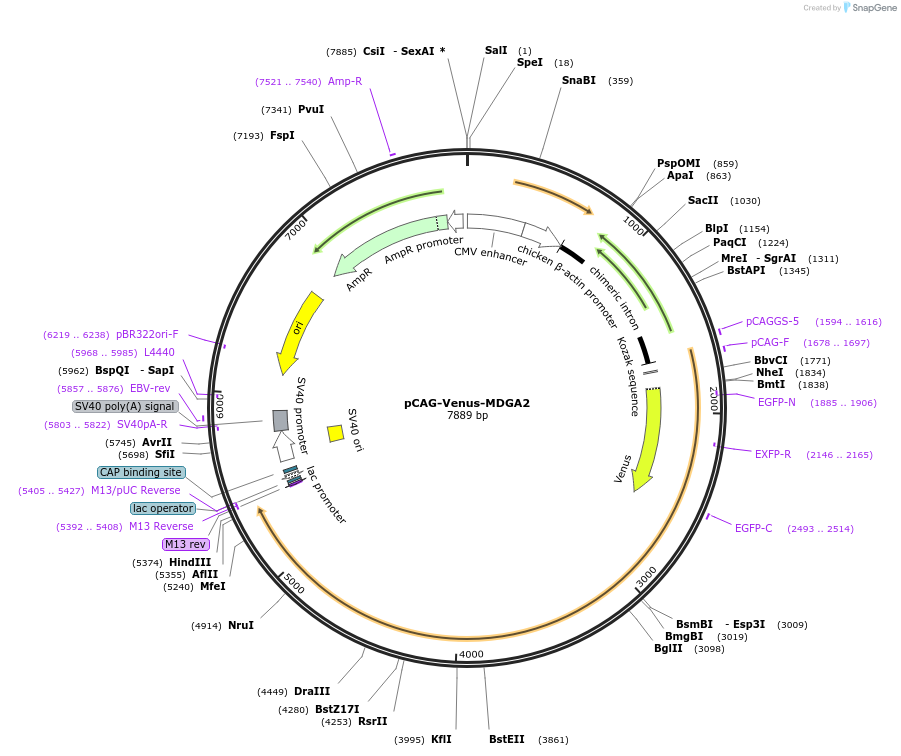 82544-plasmid-map-sequence-id-156678