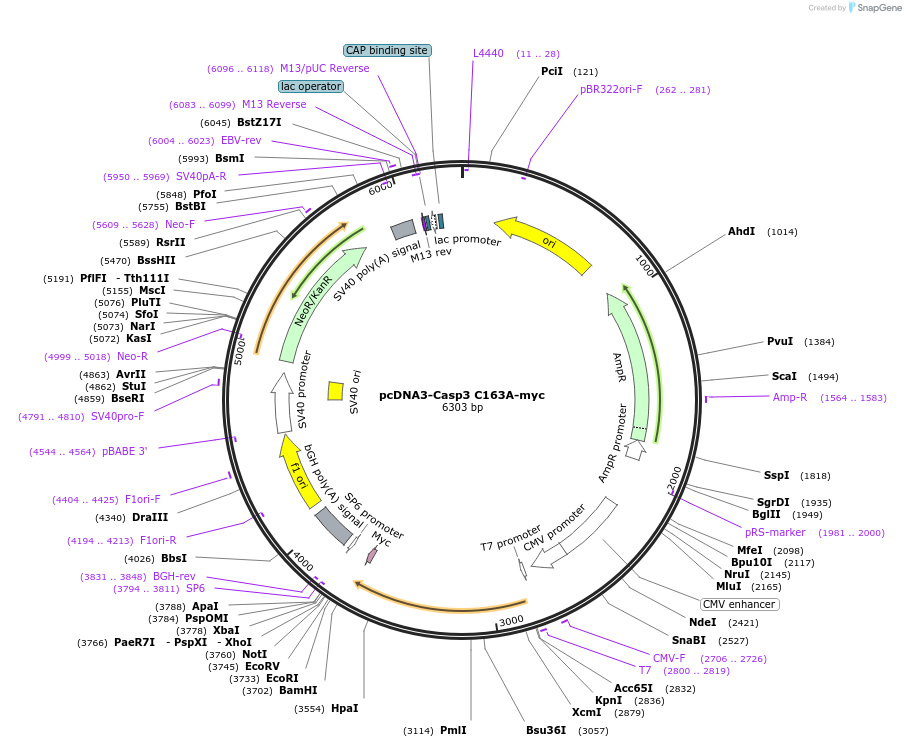 11814-plasmid-map-sequence-id-156749