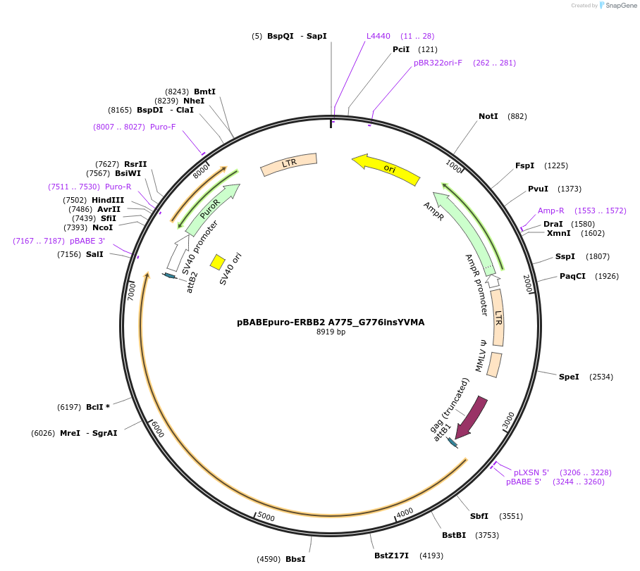 40982-plasmid-map-sequence-id-156755