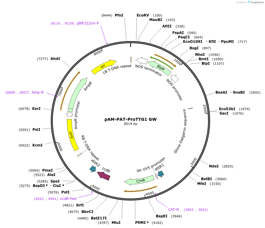 79753-plasmid-map-sequence-id-156773