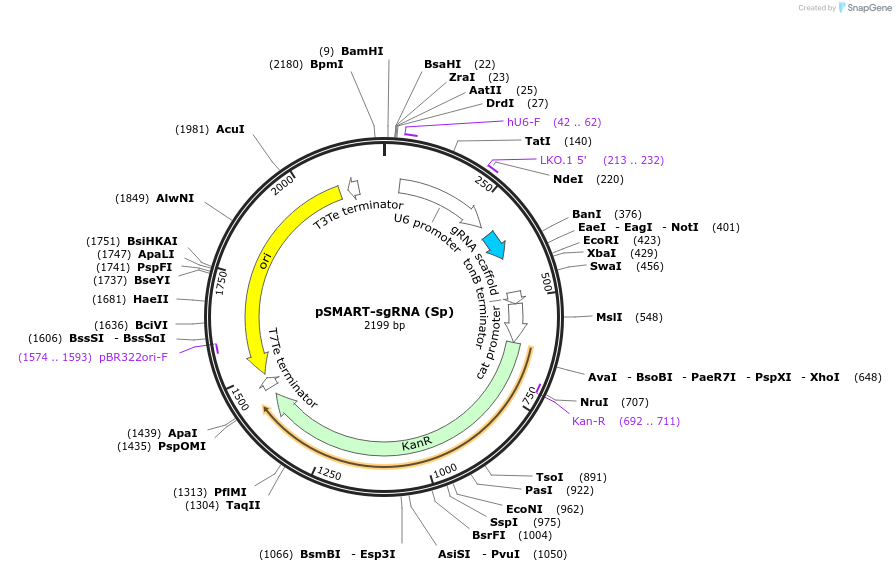 80427-plasmid-map-sequence-id-156787
