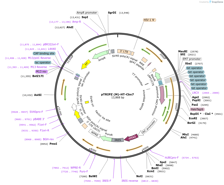 82515-plasmid-map-sequence-id-156790