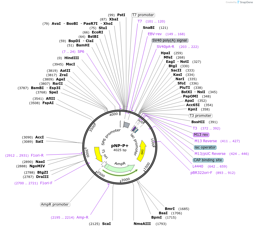 81229-plasmid-map-sequence-id-156803