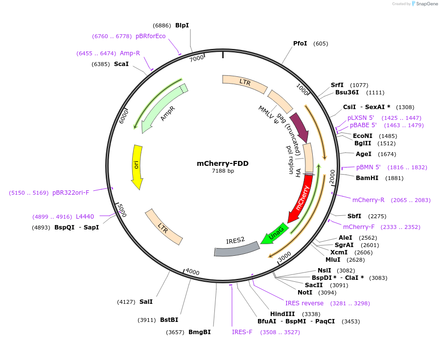 80629-plasmid-map-sequence-id-156876