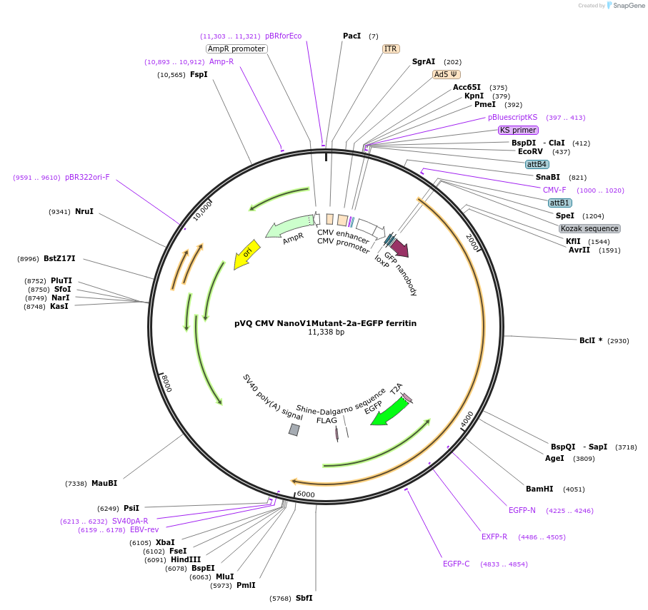 79650-plasmid-map-sequence-id-156910