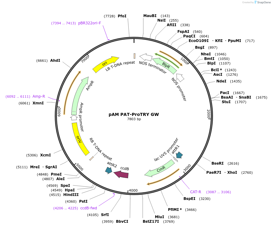 79755-plasmid-map-sequence-id-156942