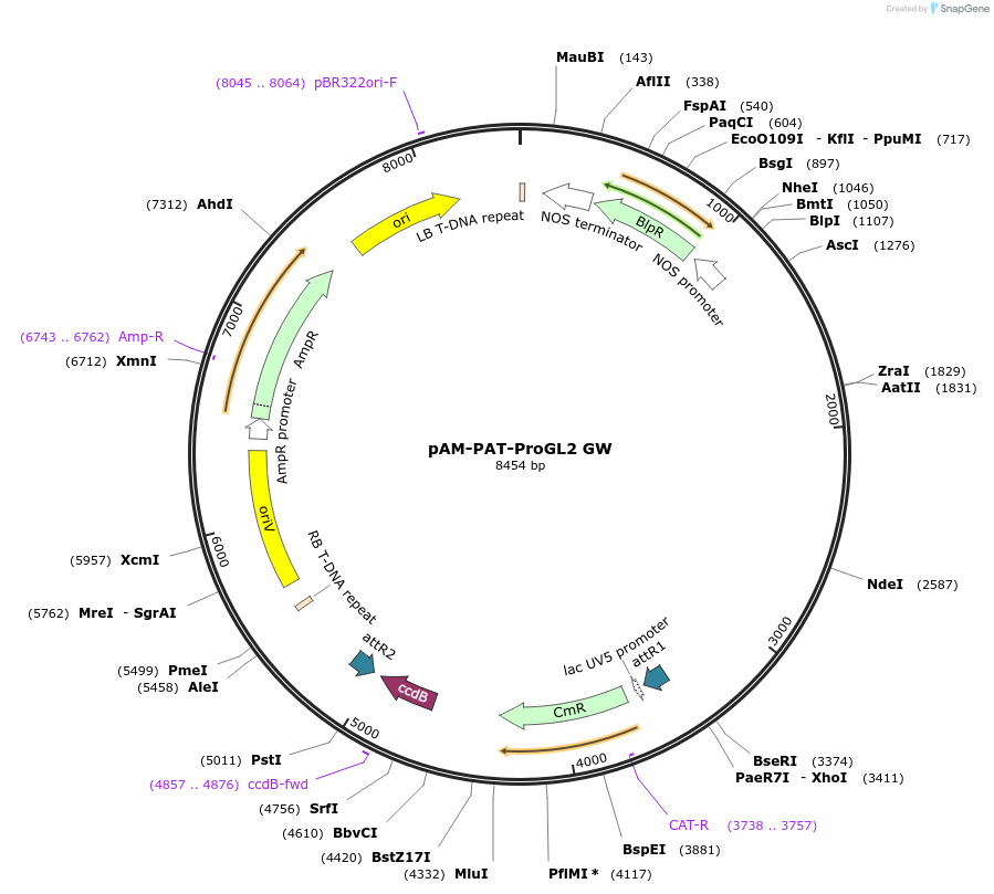80689-plasmid-map-sequence-id-156987