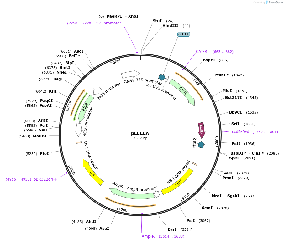 79752-plasmid-map-sequence-id-156992