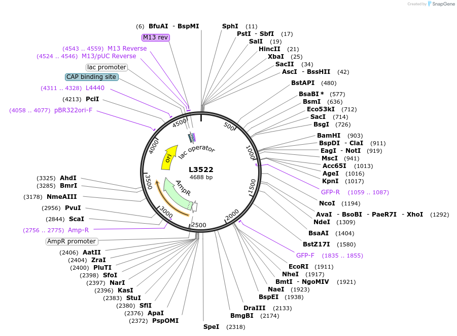 1547-plasmid-map-sequence-id-157