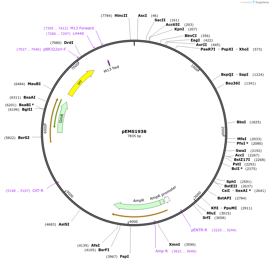 82563-plasmid-map-sequence-id-157010