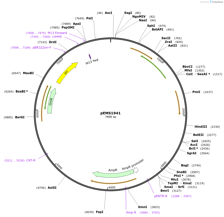 82564-plasmid-map-sequence-id-157011