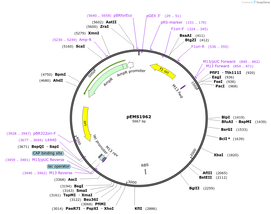 82572-plasmid-map-sequence-id-157019