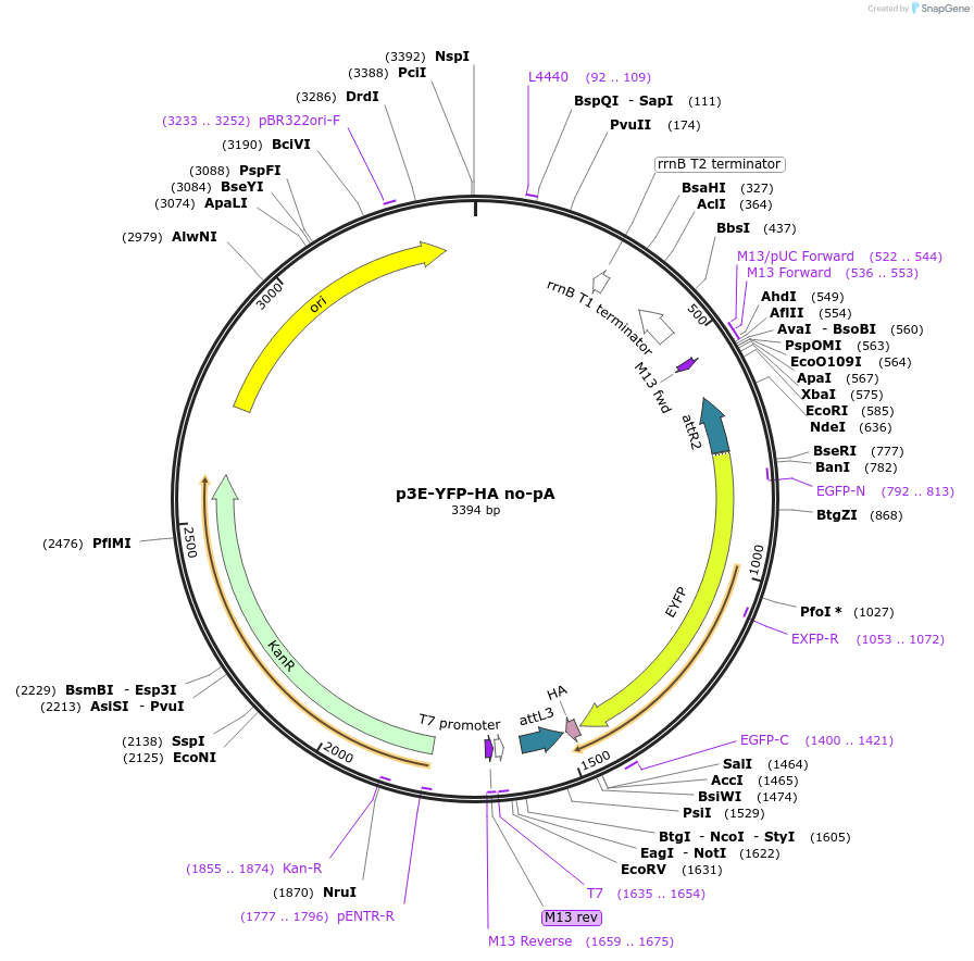 82590-plasmid-map-sequence-id-157091