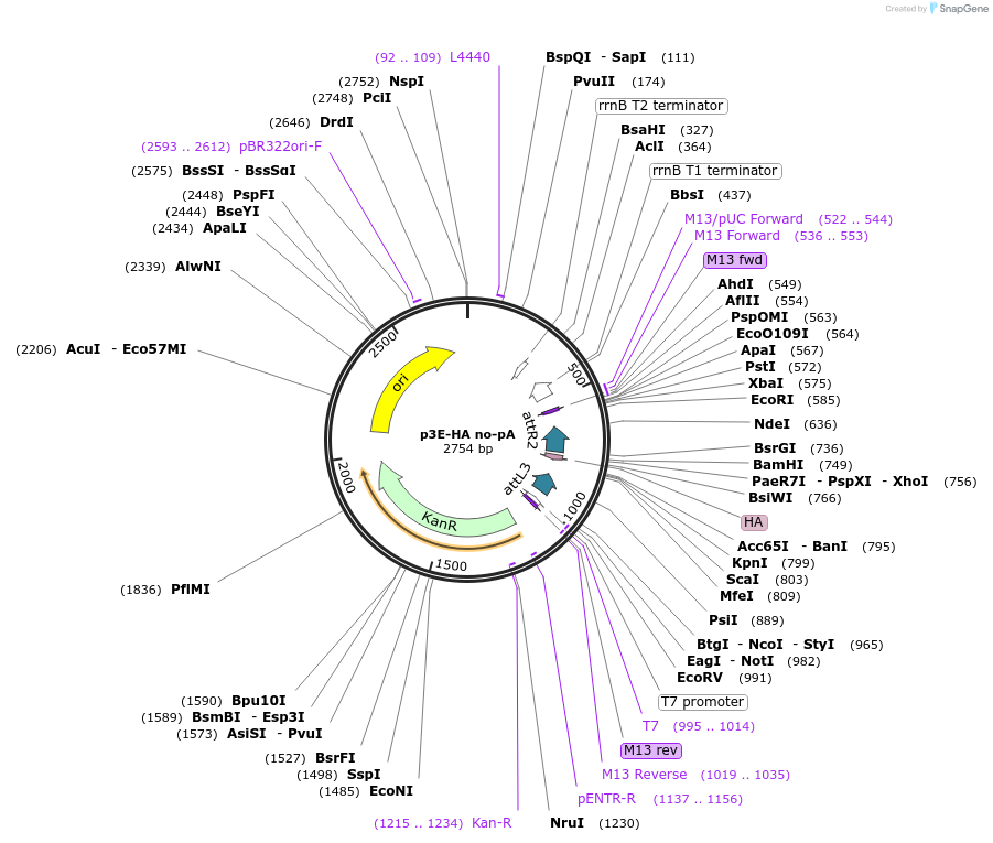 82593-plasmid-map-sequence-id-157095