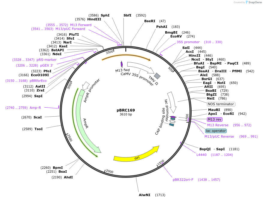 79670-plasmid-map-sequence-id-157101