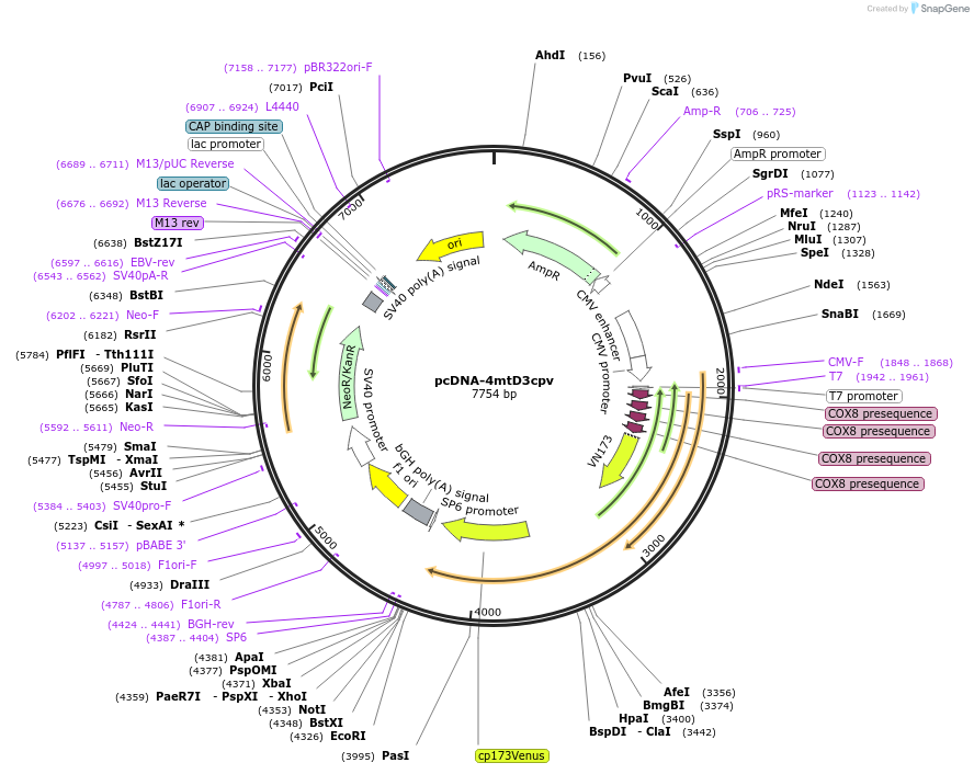 36324-plasmid-map-sequence-id-157176