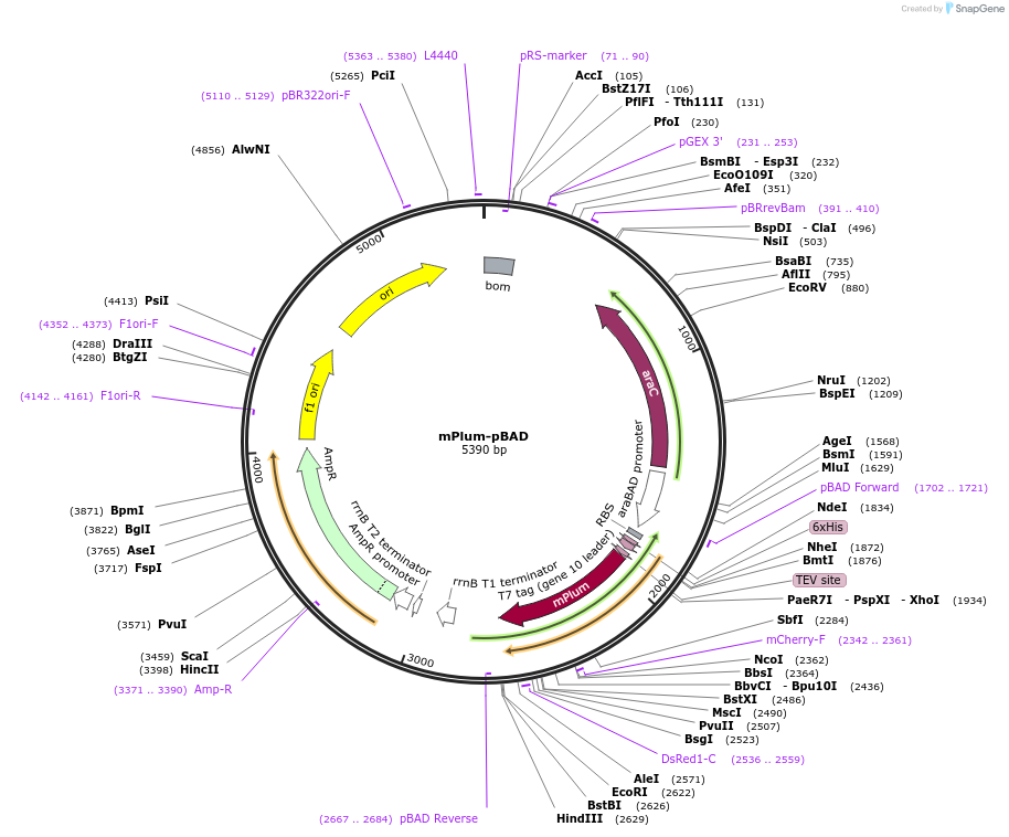 54564-plasmid-map-sequence-id-157192