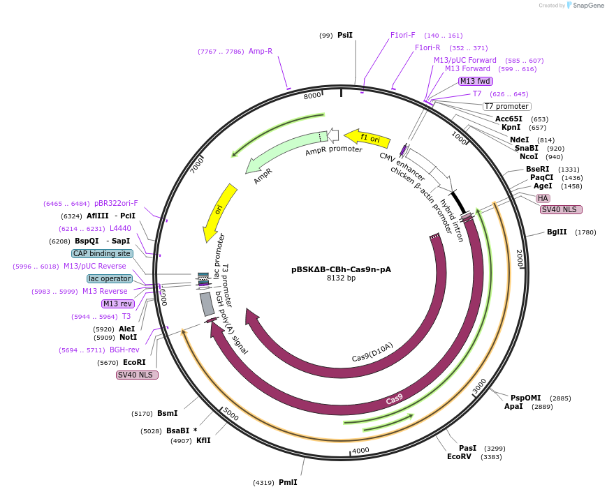 82617-plasmid-map-sequence-id-157221