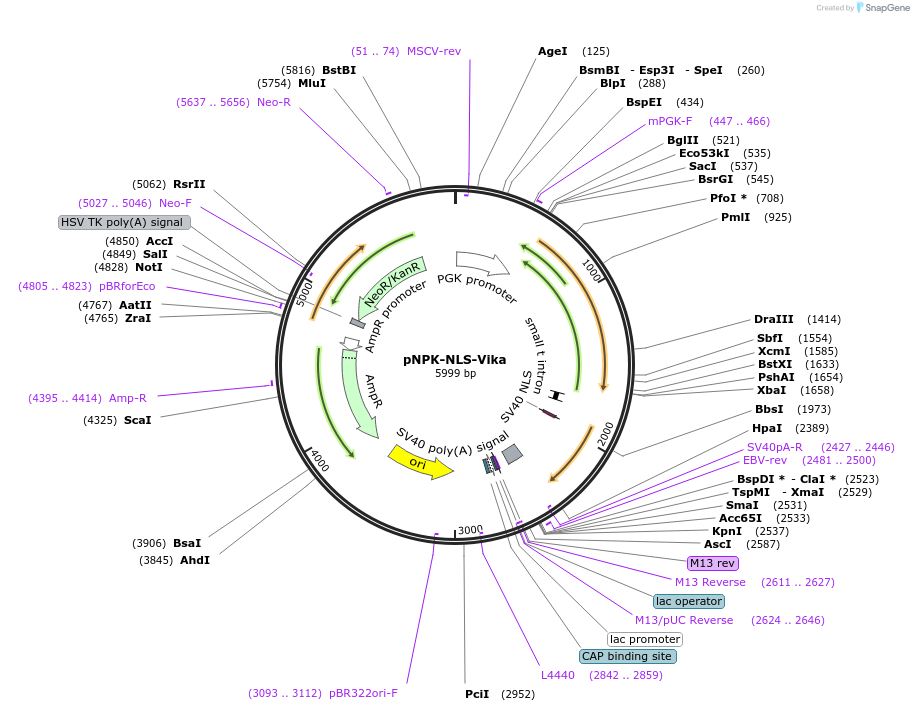 79969-plasmid-map-sequence-id-157295