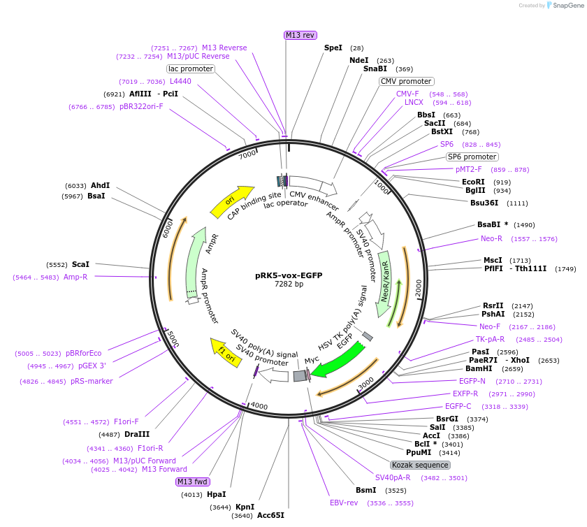 79970-plasmid-map-sequence-id-157297