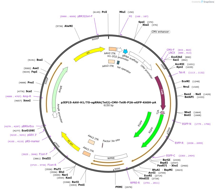 82701-plasmid-map-sequence-id-157303