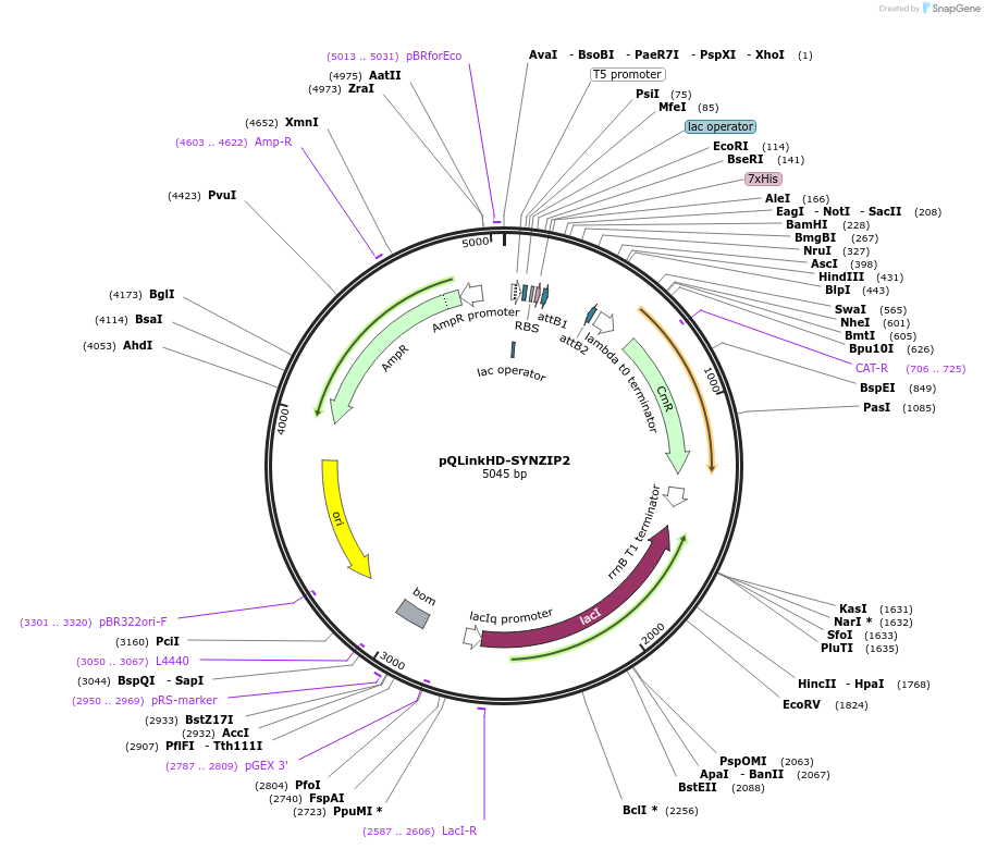 80658-plasmid-map-sequence-id-157317