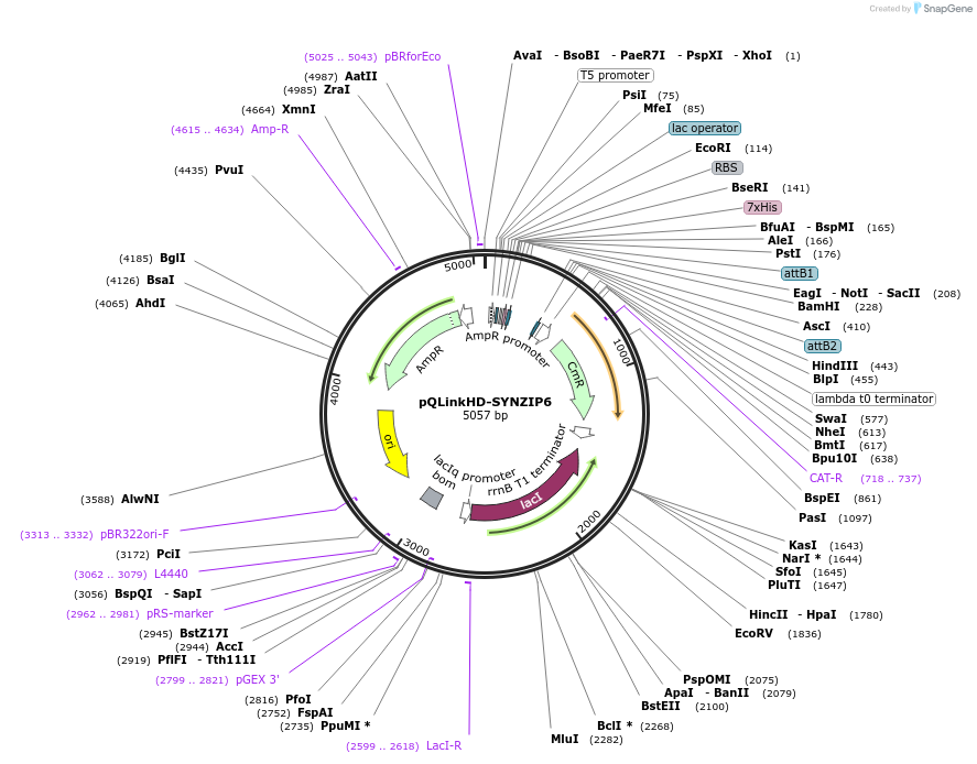 80662-plasmid-map-sequence-id-157326