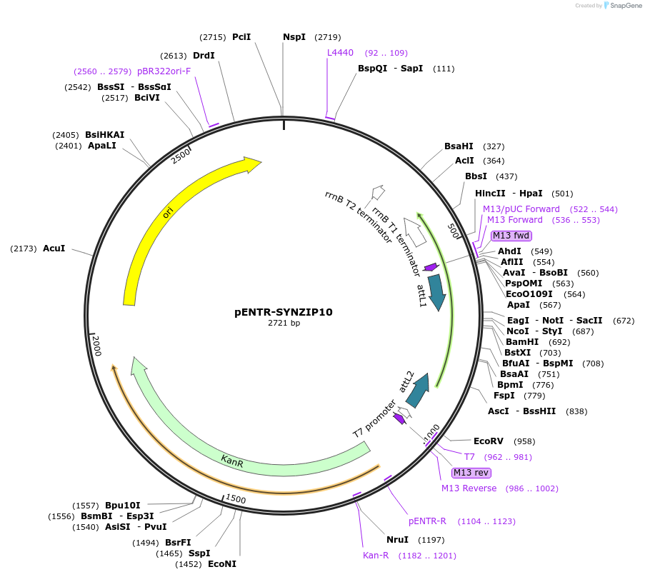 80665-plasmid-map-sequence-id-157333