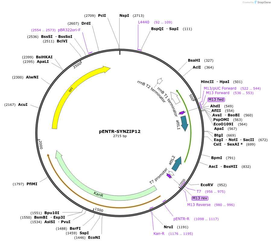 80667-plasmid-map-sequence-id-157337