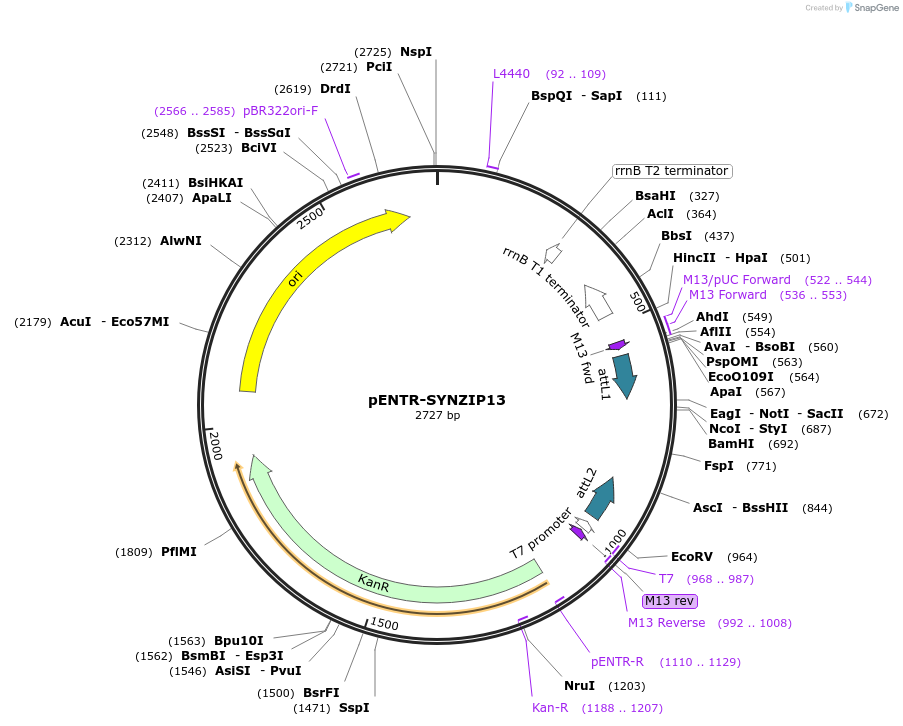 80668-plasmid-map-sequence-id-157339