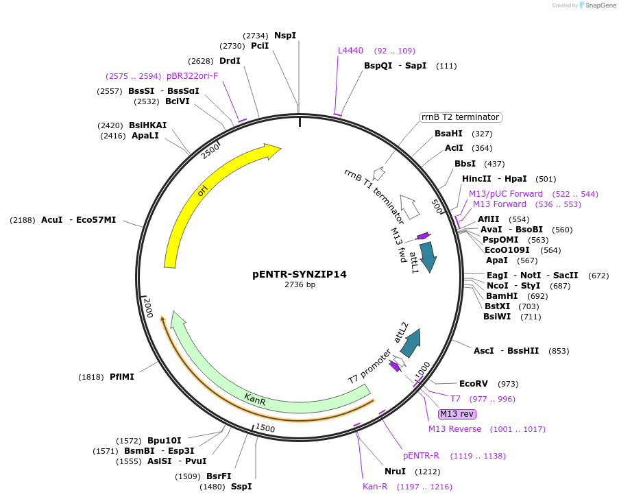 80669-plasmid-map-sequence-id-157341