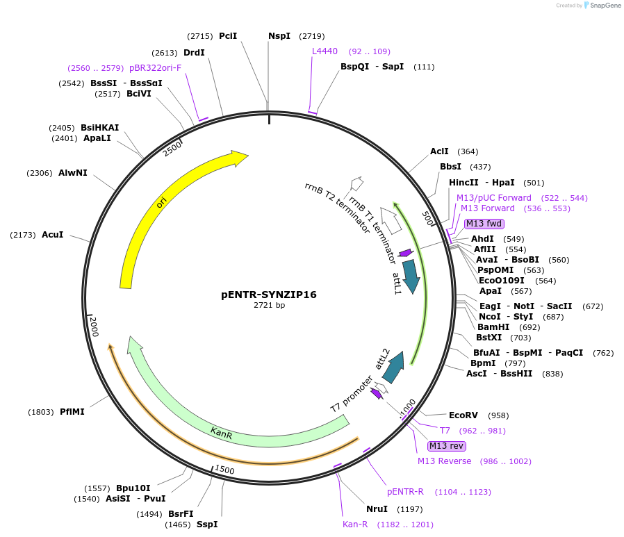 80670-plasmid-map-sequence-id-157343