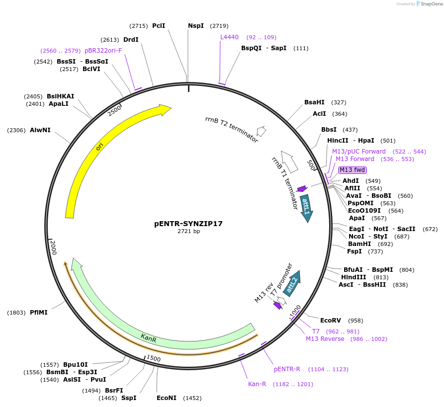 80671-plasmid-map-sequence-id-157345