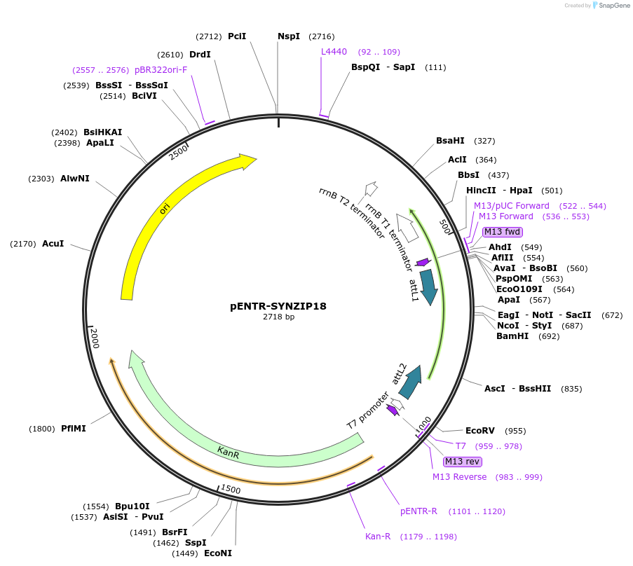 80672-plasmid-map-sequence-id-157350