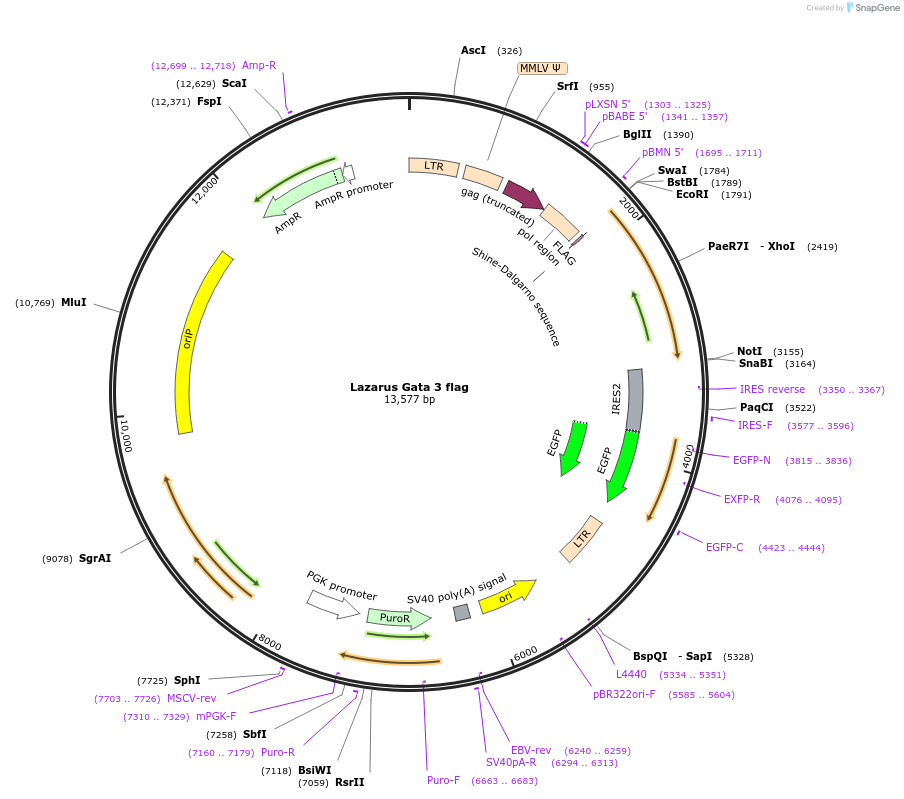 80135-plasmid-map-sequence-id-157357